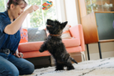 5 Ways to Have Dog Playtime – P.L.A.Y.