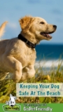 Keeping Your Dog Safe At The Beach